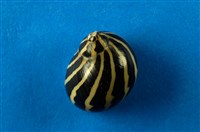 藏品(蜑螺)的圖片